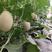 红肉脆梨，各种八里香甜瓜5月份上市，绿色无公害，品种多