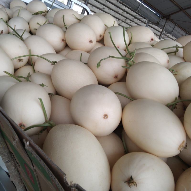 红肉脆梨，各种八里香甜瓜5月份上市，绿色无公害，品种多