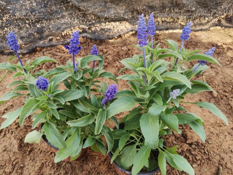 蓝花鼠尾草草花地被耐寒耐旱观花植物青州伟荣花卉