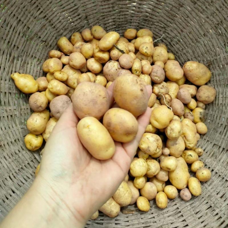 恩施富硒马尔科土豆
