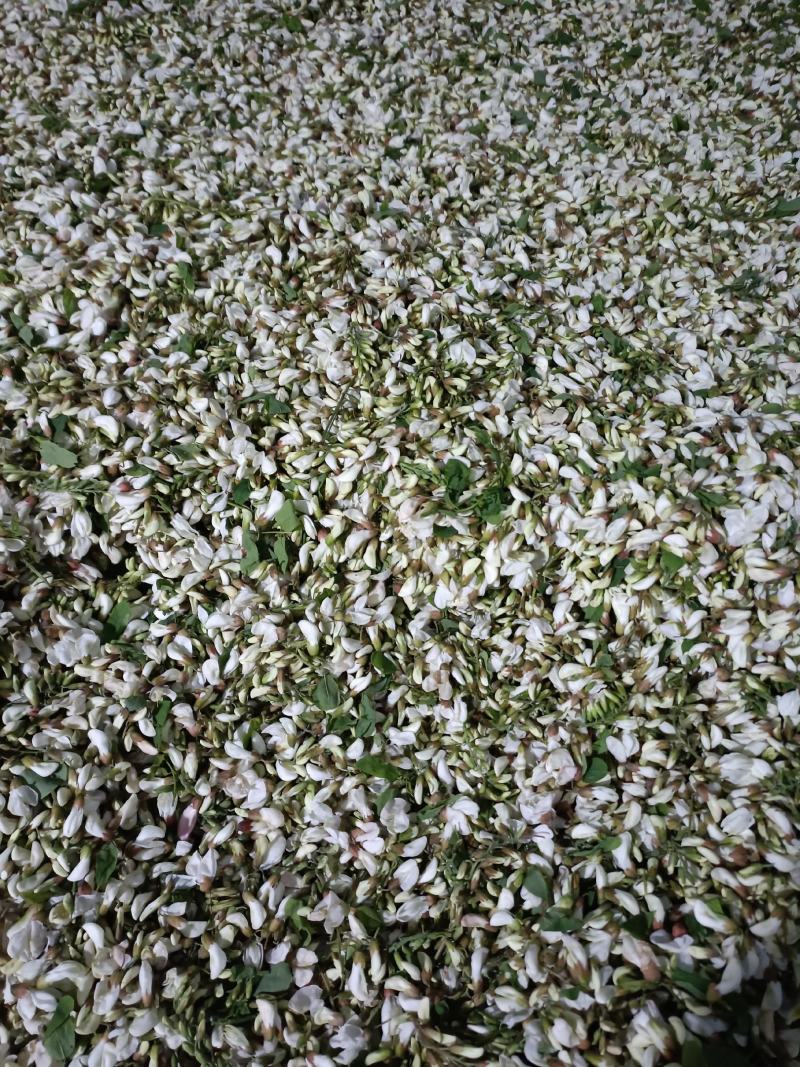 新鲜槐花