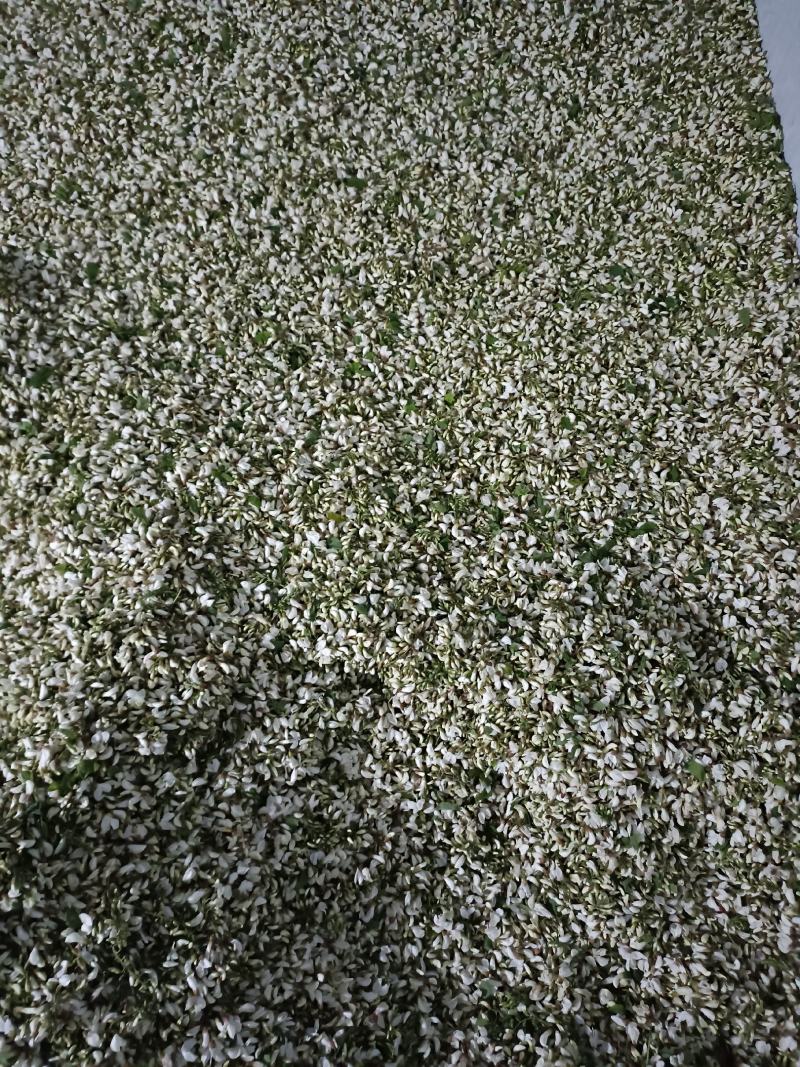 新鲜槐花