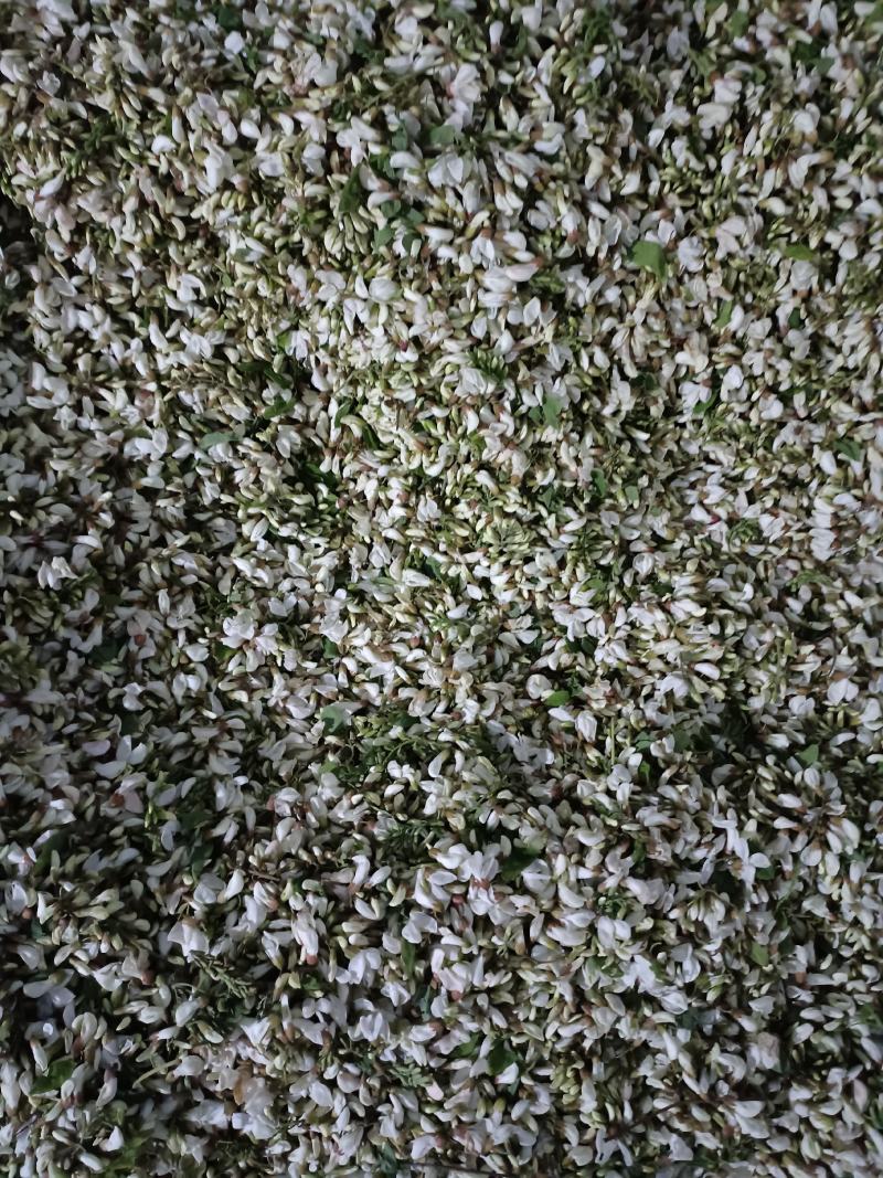 新鲜槐花