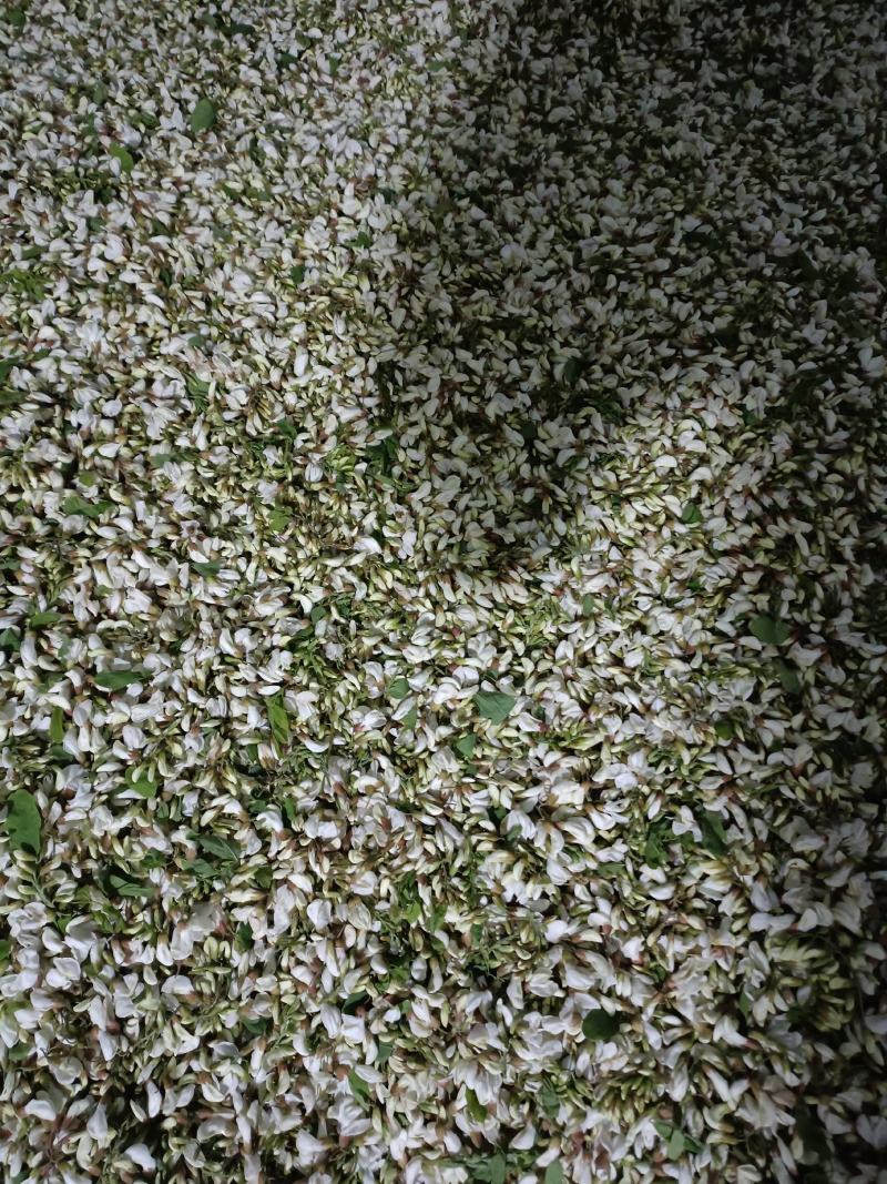 新鲜槐花