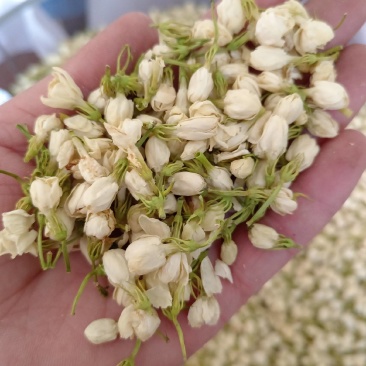 【茉莉花】茉莉花现货供应物美价廉量大从优