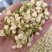【茉莉花】茉莉花现货供应物美价廉量大从优