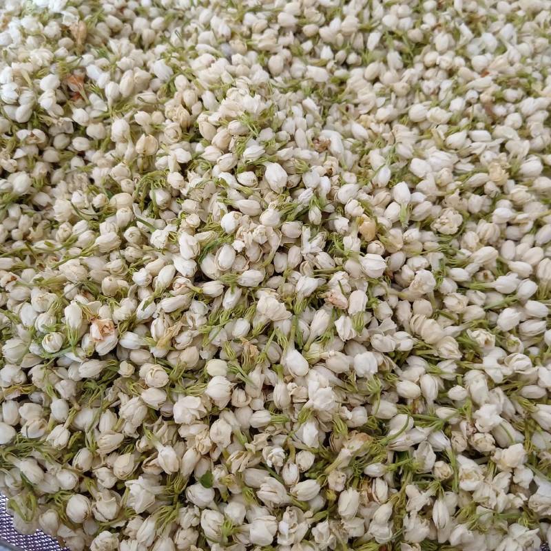 【茉莉花】茉莉花现货供应物美价廉量大从优