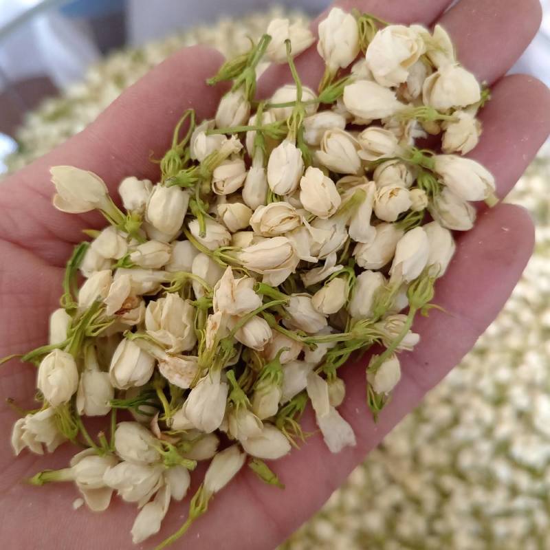 【茉莉花】茉莉花现货供应物美价廉量大从优