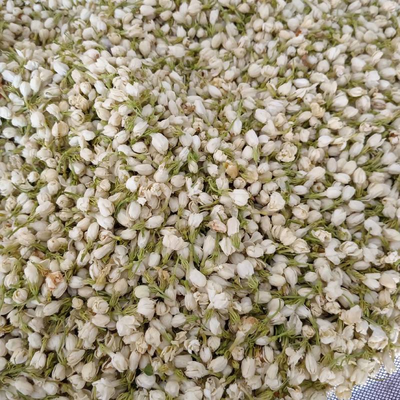 【茉莉花】茉莉花现货供应物美价廉量大从优