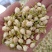 【茉莉花】茉莉花现货供应物美价廉量大从优