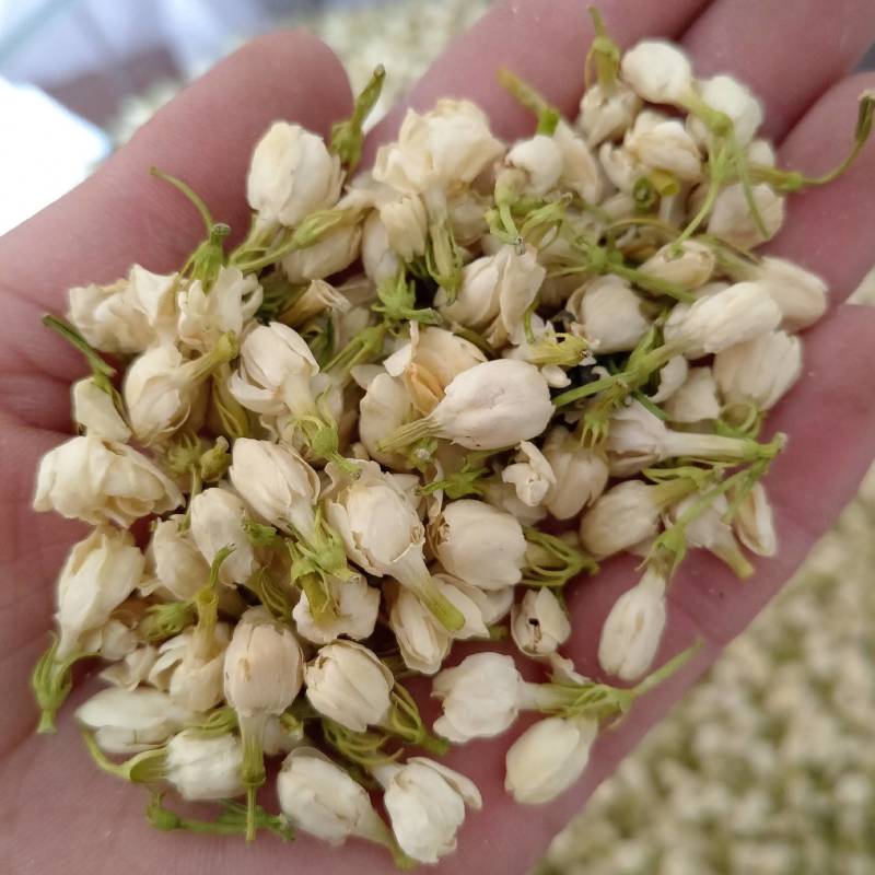 【茉莉花】茉莉花现货供应物美价廉量大从优