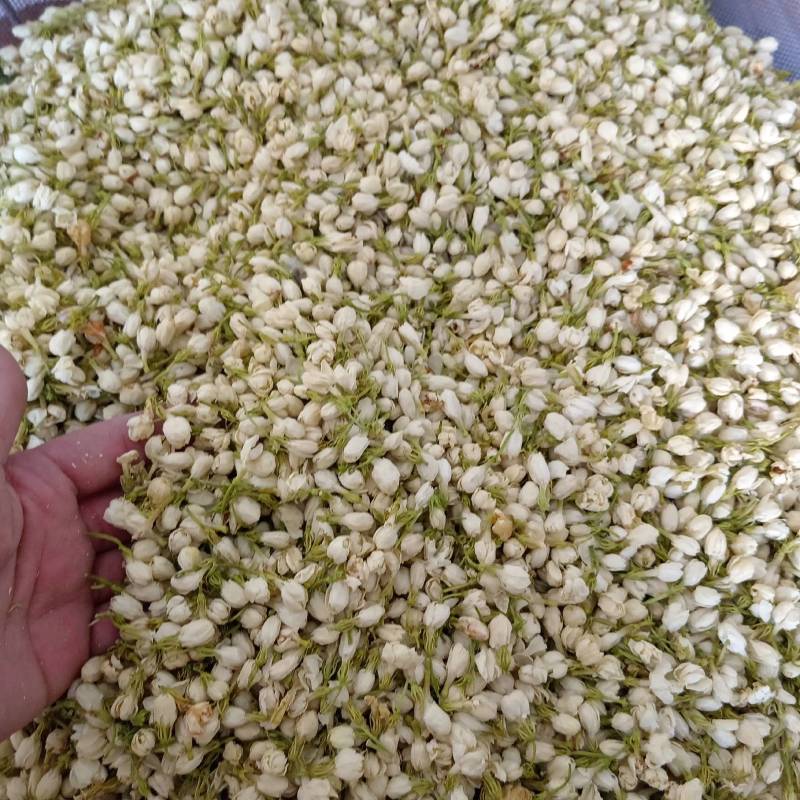 【茉莉花】茉莉花现货供应物美价廉量大从优