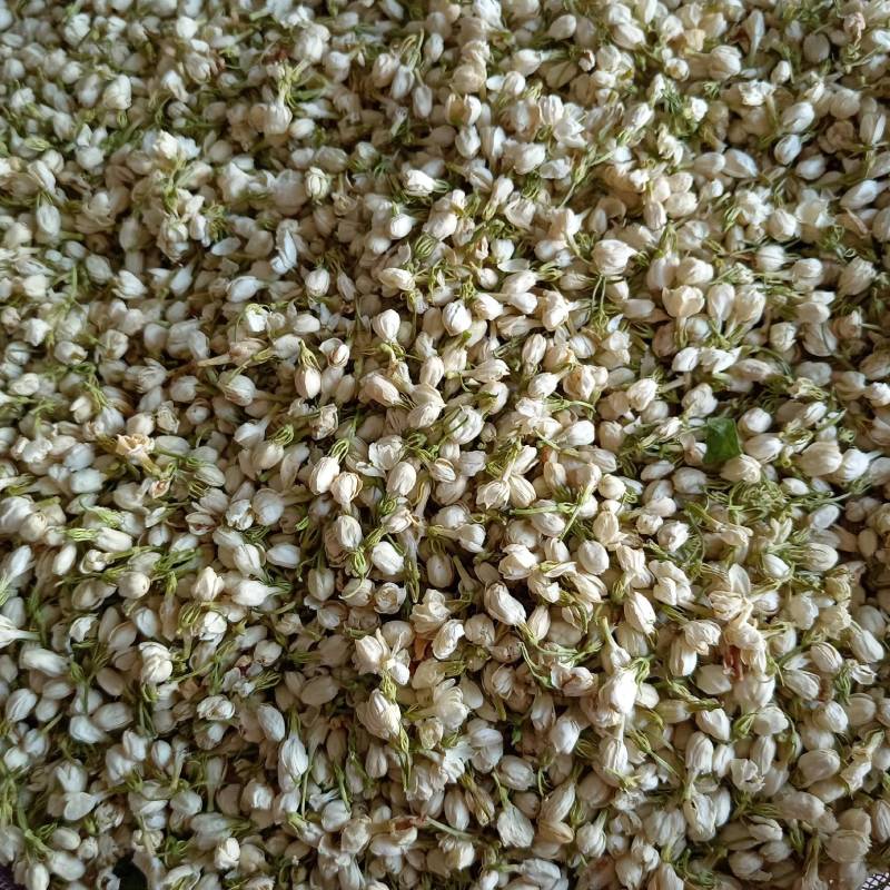 【茉莉花】茉莉花现货供应物美价廉量大从优