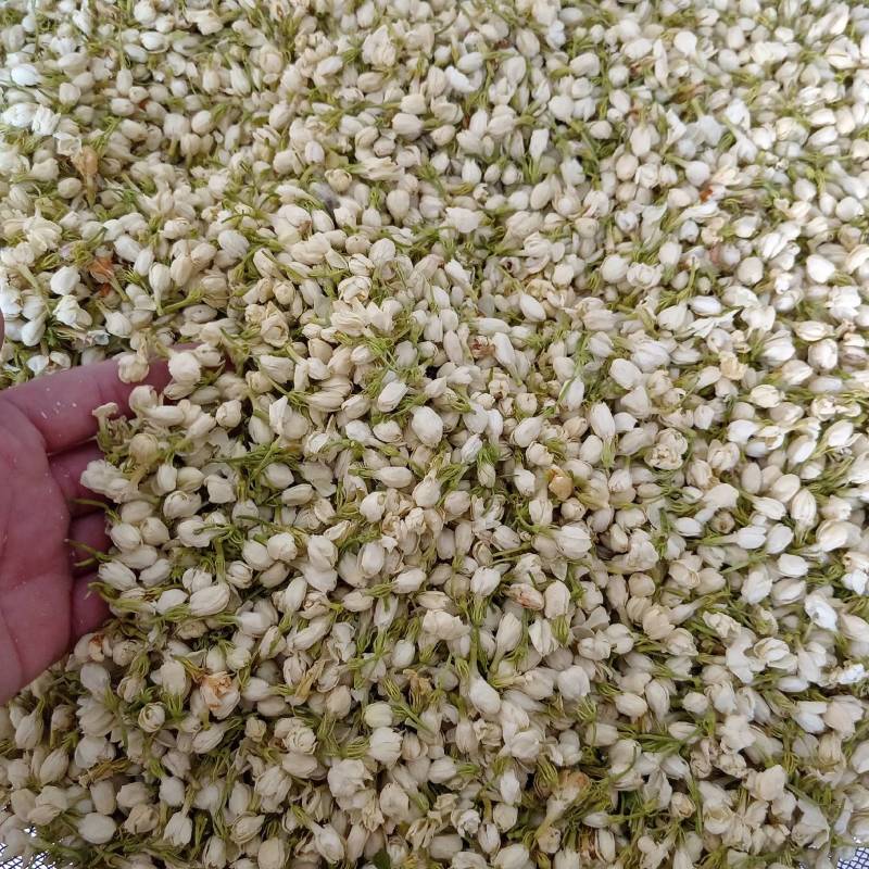 【茉莉花】茉莉花现货供应物美价廉量大从优