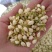 【茉莉花】茉莉花现货供应物美价廉量大从优