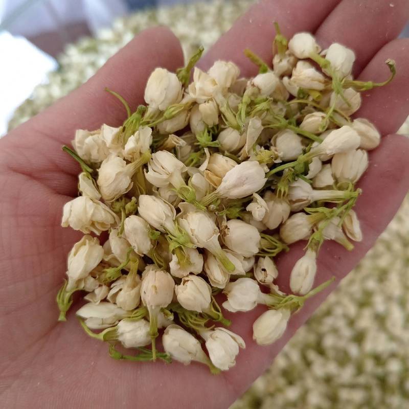 【茉莉花】茉莉花现货供应物美价廉量大从优