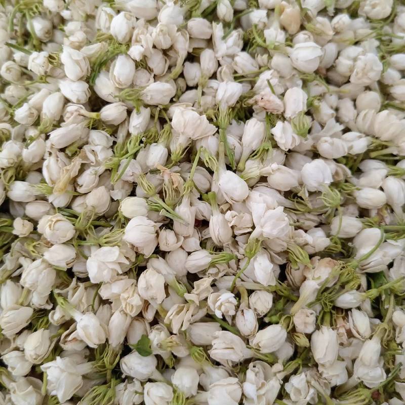 【茉莉花】茉莉花现货供应物美价廉量大从优