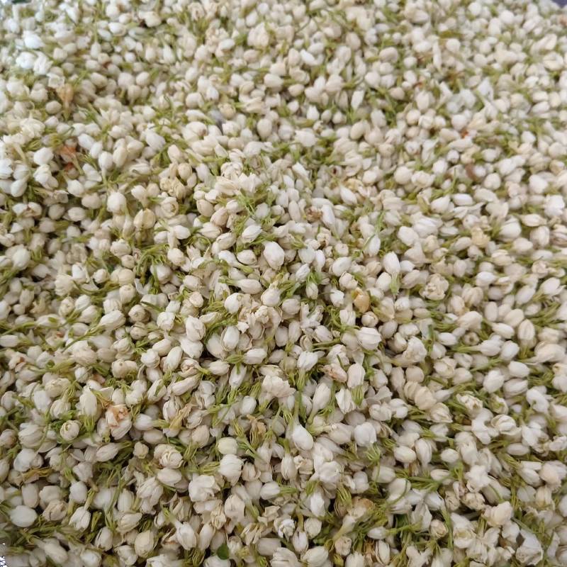 【茉莉花】茉莉花现货供应物美价廉量大从优