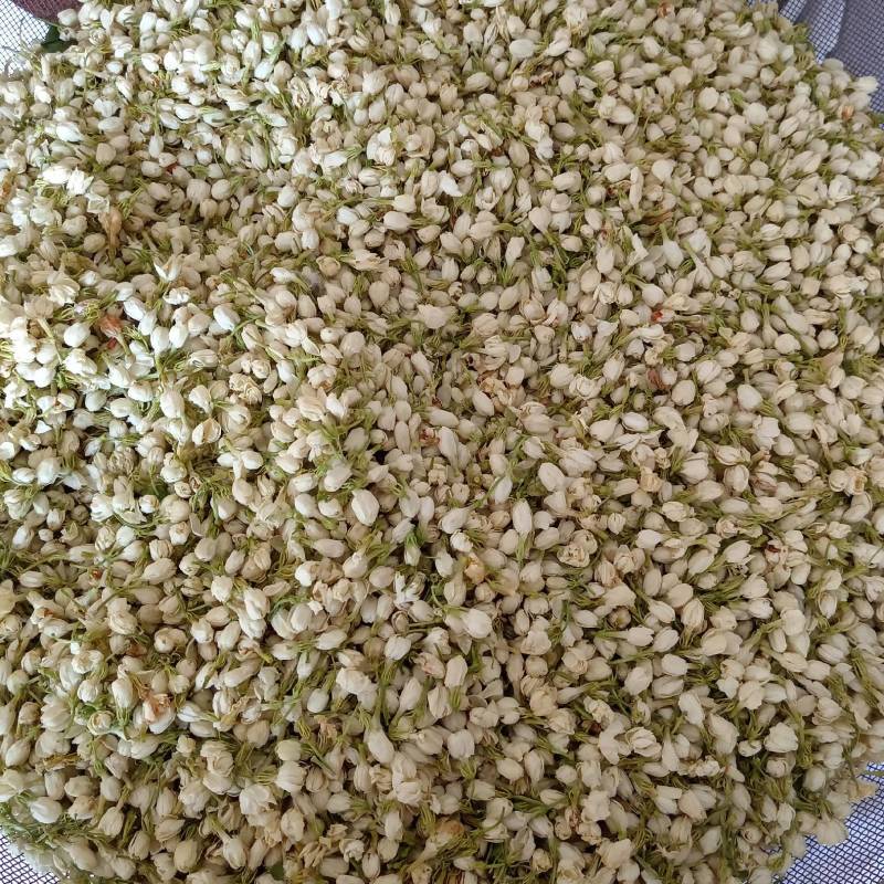 【茉莉花】茉莉花现货供应物美价廉量大从优