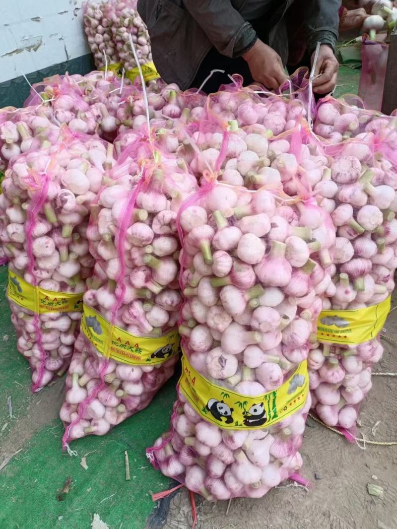 扒皮蒜，大量上市，对接各大商超及农贸市场和糖蒜厂