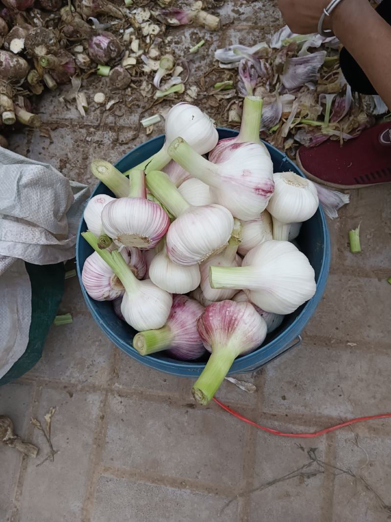 扒皮蒜，大量上市，对接各大商超及农贸市场和糖蒜厂