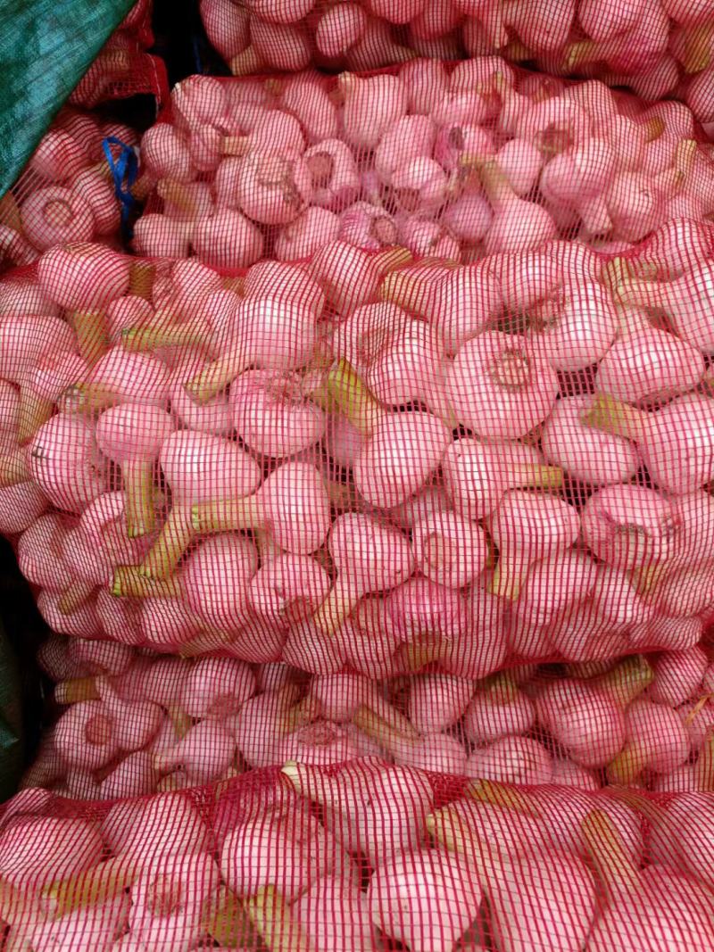扒皮蒜，大量上市，对接各大商超及农贸市场和糖蒜厂
