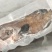 蓝星斑-西沙蓝星斑鱼-活杀极冻蓝星斑供应厂家