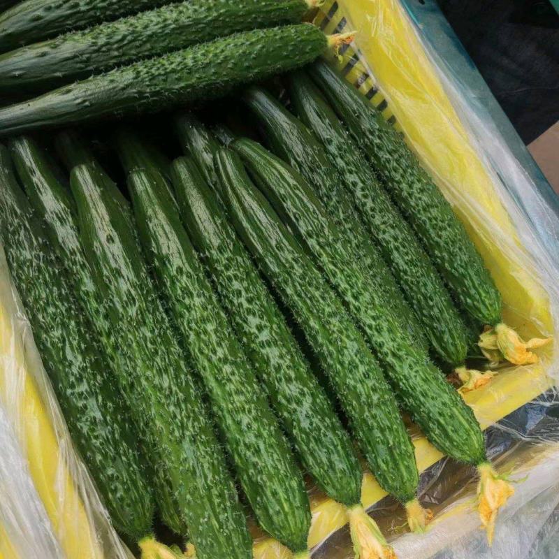 蜜刺油亮黄瓜