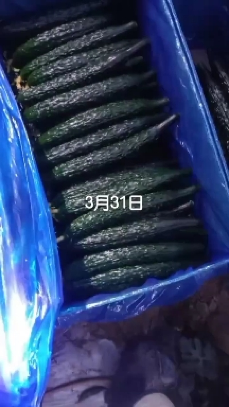 蜜刺油亮黄瓜