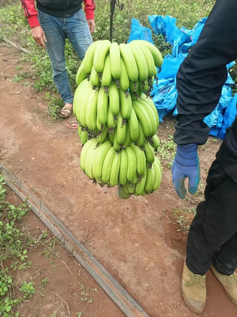 精品广东香蕉，大量现货，保质保量，对接全国各地，欢迎咨询采购