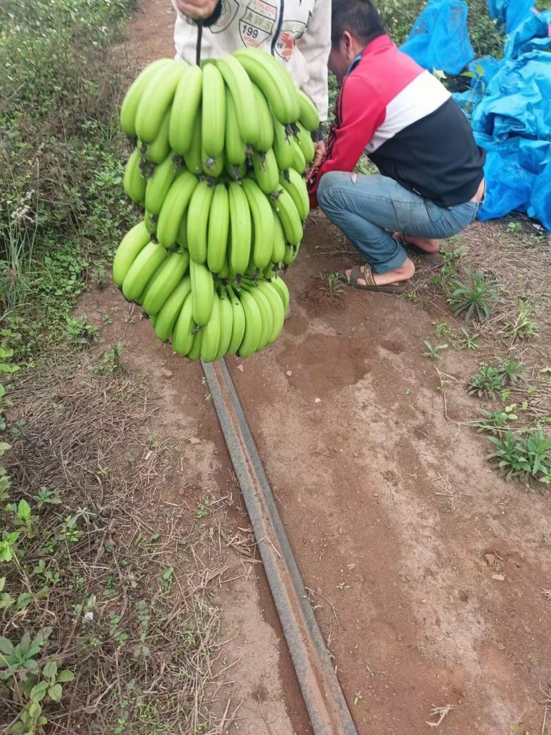 精品广东香蕉，大量现货，保质保量，对接全国各地，欢迎咨询采购