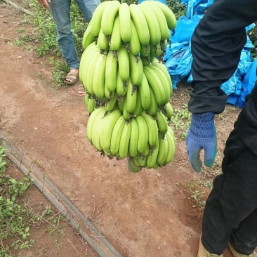 精品广东香蕉，大量现货，保质保量，对接全国各地，欢迎咨询采购