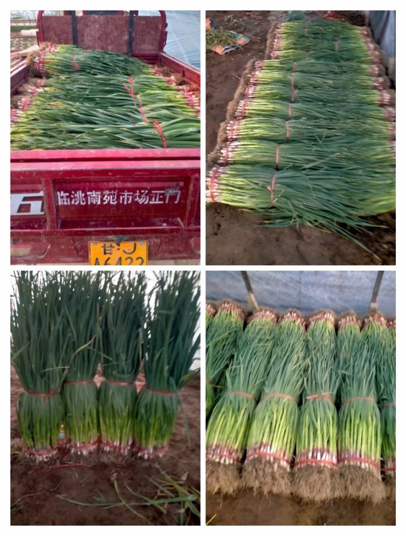 精品一点红蒜苗大量上市产地直销诚信合作欢迎来电
