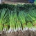 精品一点红蒜苗大量上市产地直销诚信合作欢迎来电
