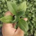 寿光一级冰菜苗大苗常年供应冰菜大苗非洲水晶冰草苗育苗基地