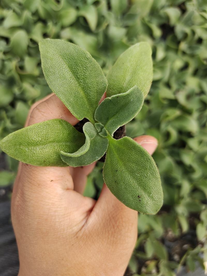 寿光一级冰菜苗大苗常年供应冰菜大苗非洲水晶冰草苗育苗基地