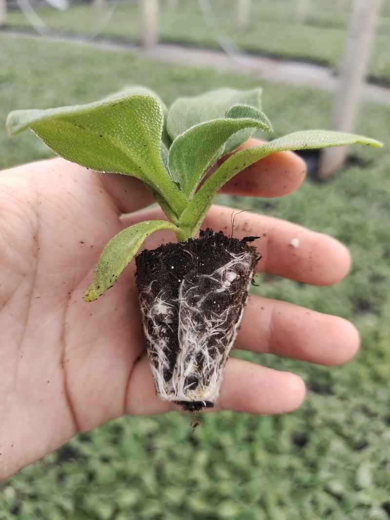 寿光一级冰菜苗大苗常年供应冰菜大苗非洲水晶冰草苗育苗基地