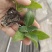 寿光一级冰菜苗大苗常年供应冰菜大苗非洲水晶冰草苗育苗基地