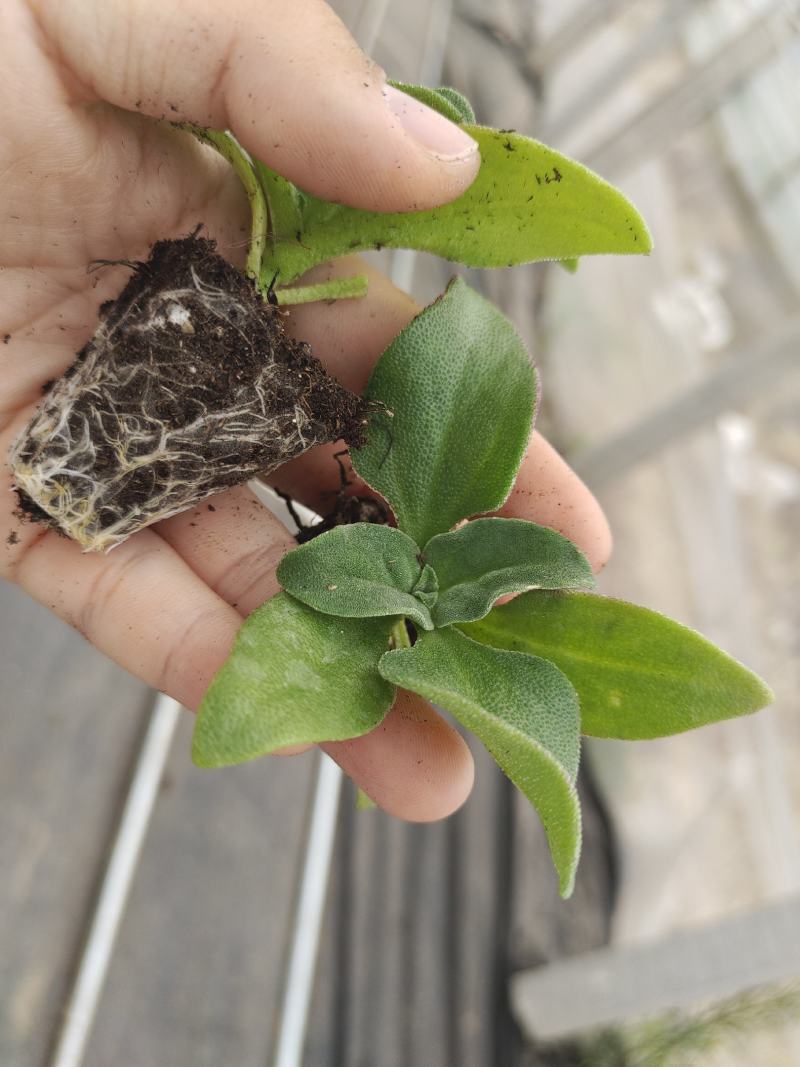 寿光一级冰菜苗大苗常年供应冰菜大苗非洲水晶冰草苗育苗基地