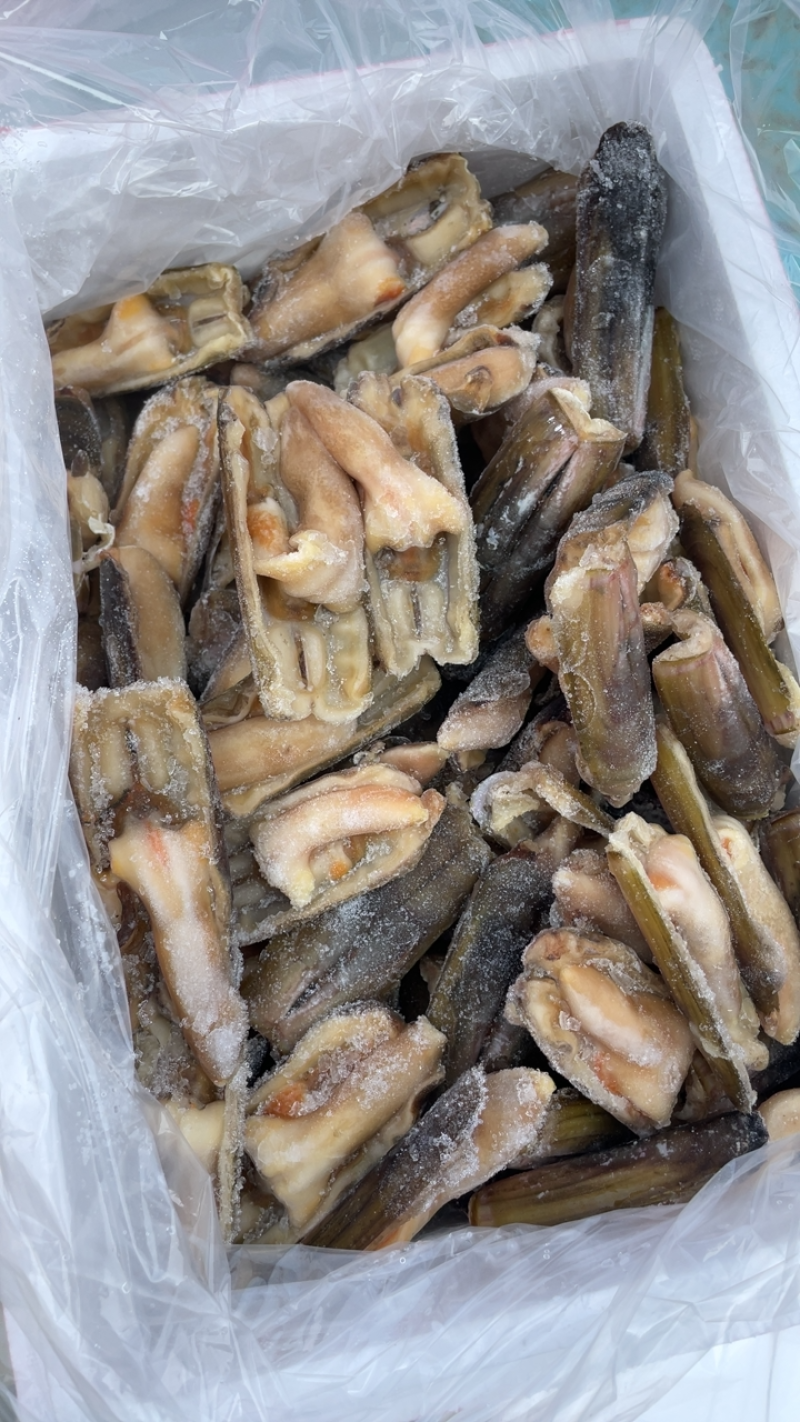 竹节蛏大蛏王蛏子圣子带壳蛏子海蛏子竹蛏王烧烤食材刀把蛏