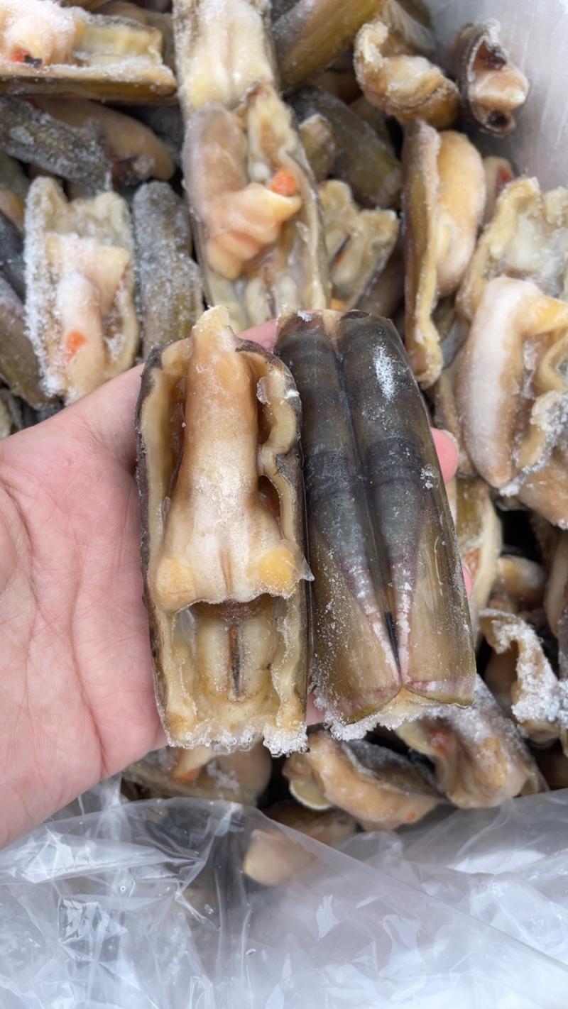 竹节蛏大蛏王蛏子圣子带壳蛏子海蛏子竹蛏王烧烤食材刀把蛏