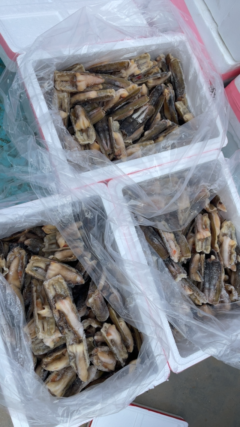 竹节蛏大蛏王蛏子圣子带壳蛏子海蛏子竹蛏王烧烤食材刀把蛏