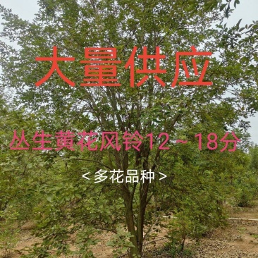 黄花风铃木12～18分