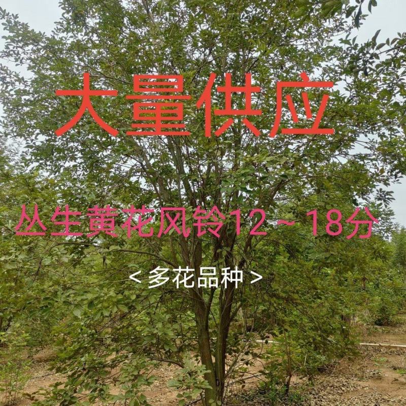 黄花风铃木12～18分