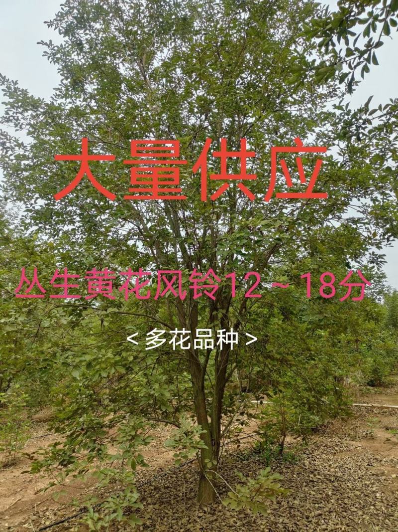 黄花风铃木12～18分