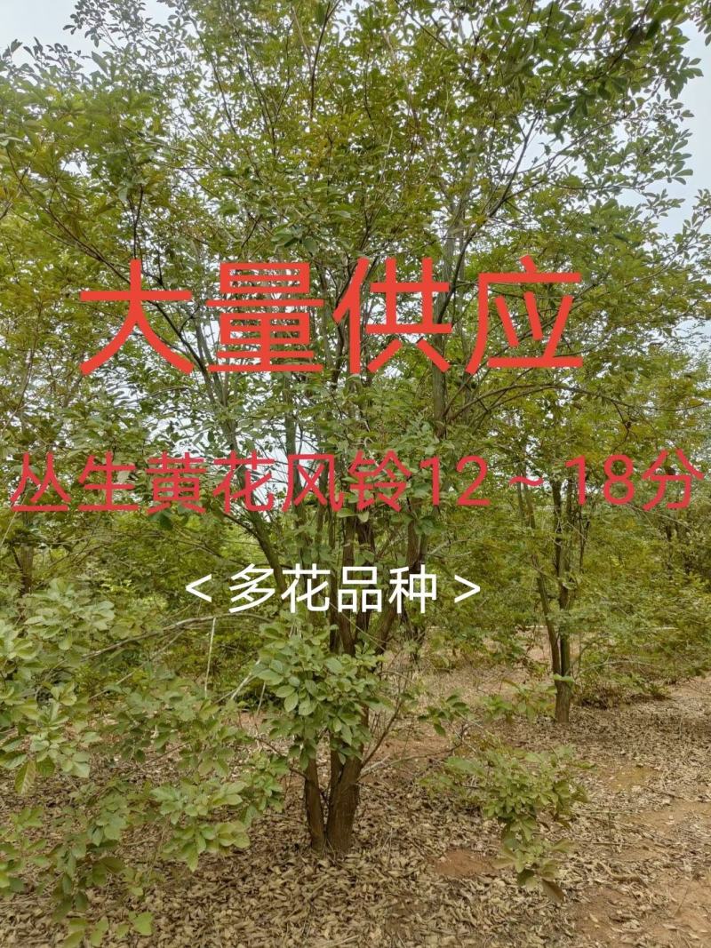 黄花风铃木12～18分