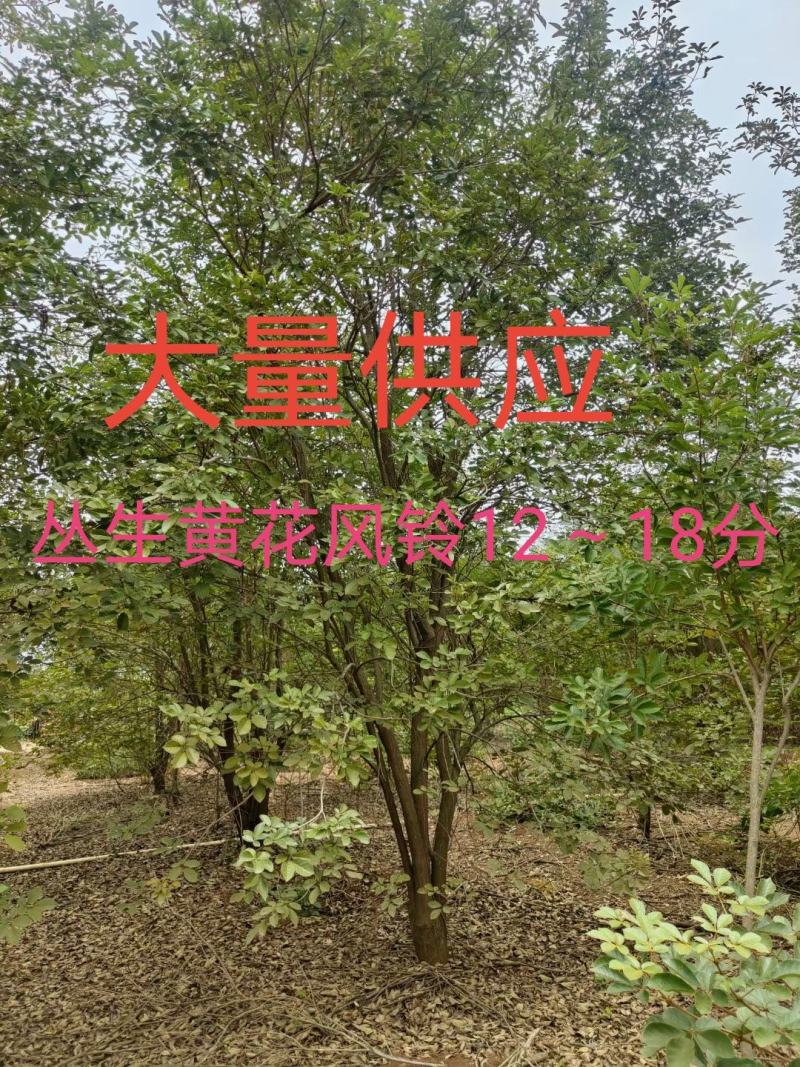 黄花风铃木12～18分