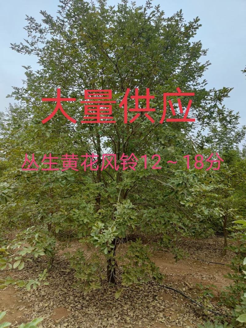 黄花风铃木12～18分