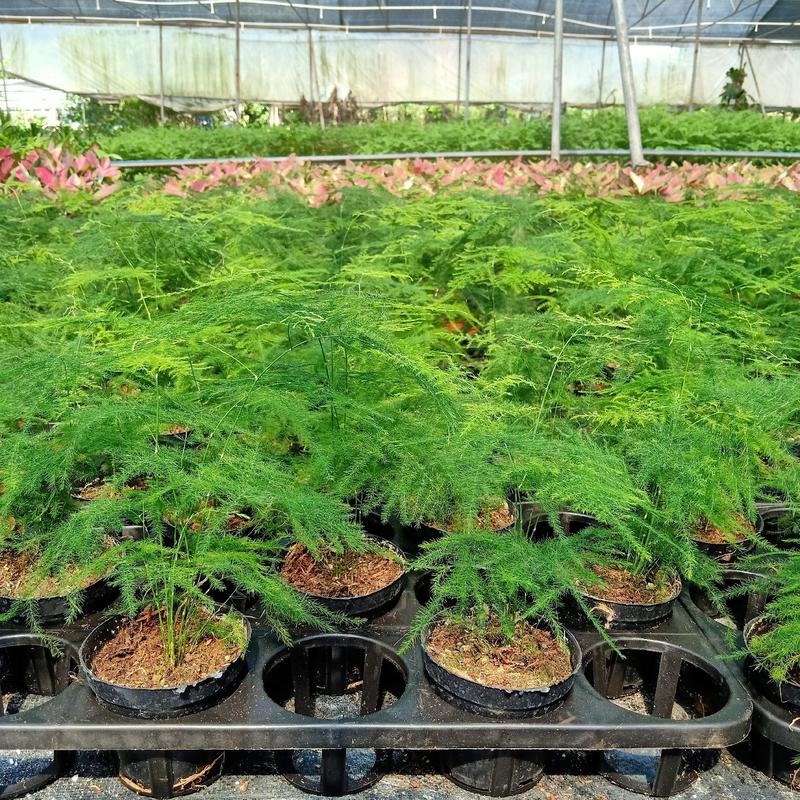 90#文竹盆栽室内常绿观叶小盆栽可一件代发