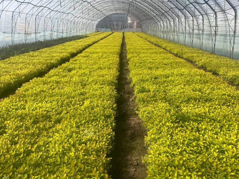 金山杯苗金山绣线菊杯苗绣线菊杯苗容器苗金山